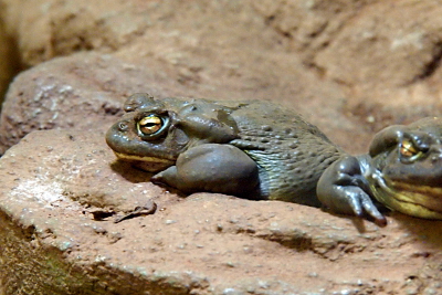 [One complete toad and one partial one with their eyes barely open. Skin is a greenish/grey color and closely resembles the color of the rock on which they lay.]